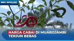 Petani di Muarojambi Menjerit, Harga Cabai Anjlok Rp8 Ribu Per Kilogram