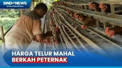 Harga Telur Meroket di Bojonegoro, Berkah bagi Peternak Ayam Petelur