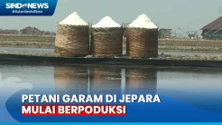 Cuaca Panas, Petani Garam di Jepara Mulai Berpoduksi