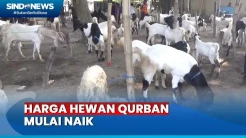 Pasar Hewan di Jombang Semakin Ramai, Jelang Iduladha