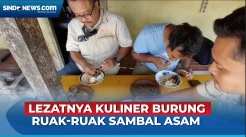 Menyantap Burung Ruak-Ruak Dipadu Sambal Asam ala Mbah Muntiah di Lamongan