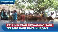 Jelang Hari Raya Kurban, Pedagang Sapi Keluhkan Sepinya Pembeli