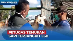 Jelang Hari Raya Idul Adha, Petugas Temukan Sapi Terjangkit LSD