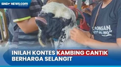Ratusan Kambing Berharga Fantastis Ikut Kontes Kecantikan di Blora