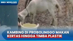 Heboh! Kambing di Pulau Gili Ketapang Probolinggo Makan Kertas Hingga Timba Plastik