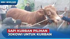 Markoci, Sapi Asal Bandung Dipilih Presiden Jokowi untuk Kurban