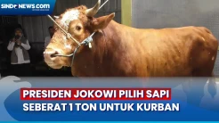Berbobot 1 Ton, Sapi Simental Bernama Baba Dipilih Presiden Jokowi Untuk Kurban di Palembang