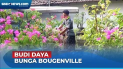 Budi Daya Bunga Bougenville, Pria di Lamongan Raup Cuan Puluhan Juta per Bulan