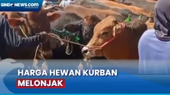 Jelang Iduladha, Harga Hewan Kurban di Sampang Alami Kenaikan