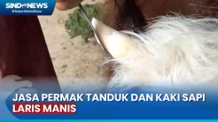 Jelang Hari Raya Kurban, Jasa Permak Tanduk dan Kaki Sapi di Pasar Cepogo Laris Manis