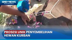 Tradisi Unik, Hewan Kurban di Kota Padang Mandi Kembang dan Didandani sebelum Dipotong