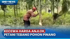 Petani di Muarojambi Mengamuk Babat Habis Pohon Pinang Gegara Harga Anjlok