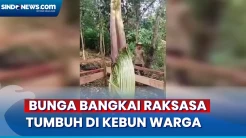 Menakjubkan! Bunga Bangkai Raksasa Tumbuh di Kebun Warga Sijunjung