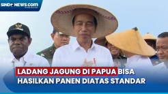 Presiden Sebut Ladang Jagung di Papua Mampu Hasilkan Panen Diatas Standar Nasional