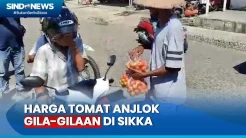Harga Tomat Rp1.000 Per Kilogram, Petani Bagikan Tomat Gratis  di Sikka