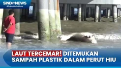 Tim Kesehatan Temukan Sampah Plastik dalam Perut Hiu Tutul yang Terdampar di Sampang