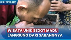 Uniknya Wisata Sedot Madu Langsung dari Sarang Lebah di Pekalongan