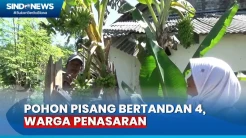 Pohon Pisang Bertandan 4 di Lumajang, Sukses Buat Warga Penasaran
