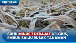 Suhu Minus 7 Derajat Celcius di Dieng, Tanaman Rusak Tertutup Embun Salju
