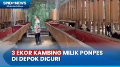 Curi 3 Ekor Kambing Milik Ponpes di Depok, Pelaku Hanya Tinggalkan Isi Perut