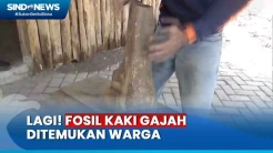 Warga Temukan Fosil Kaki Gajah Purba Berusia 800 Ribu Tahun di Hutan Tritik Nganjuk
