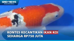 Keseruan Dibalik Kontes Kecantikan Ikan Koi Seharga Rp750 Juta