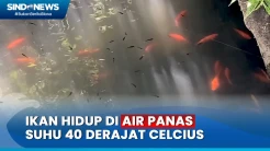 Inilah Ikan yang Bisa Hidup di Air Panas Banjarnegara, Suhu 40 Derajat Celcius