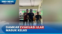 Heboh! Ular King Kobra Ukuran 1 Meter Masuk Kelas di SMA 3 Pangkalan Bun