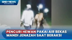 Komplotan Spesialis Curi Hewan Pakai Air Bekas Mandi Jenazah saat Beraksi di Bangkalan