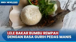 Sedapnya Lele Bakar Bumbu Rempah, Kaya Rasa Gurih Pedas dan Manis