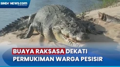Buaya Raksasa Dekati Permukiman Warga di Pesisir Selatan, Begini Penampakannya