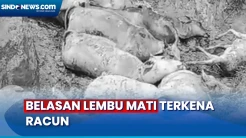 Belasan Ekor Lembu Mati Diduga Terkena Racun, Pemiliknya Menangis