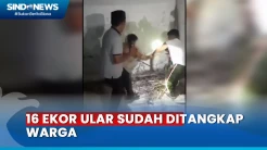 Warga Kembali Tangkap 2 Ekor Ular Piton di Rumah Kosong Utan Kayu