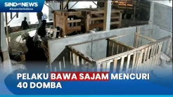 Ngeri! Beraksi Ala Ninja, Komplotan Pencuri Puluhan Domba di Cianjur Digulung