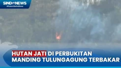 Kawasan Hutan Jati di Perbukitan Manding Tulungagung Terbakar
