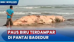 Paus Biru Terdampar dan Mati di Pantai Bagedur Lebak, Aroma Tak Sedap Ganggu Wisatawan