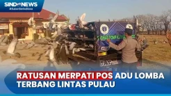 150 Merpati Pos Lomba Terbang Cepat Dimulai dari Sumbawa Berakhir di Jawa Timur