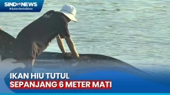 Tersangkut Jaring Nelayan, Ikan Hiu Tutul Ditemukan Mati
