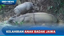 Seekor Anak Badak Jawa Baru Terekam Kamera Pengawas di TN Ujung Kulon