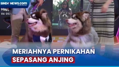 Unik, Resepsi Meriah Sepasang Anjing Alaskan, Lengkap dengan Wedding Cake