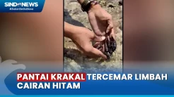 Tercemar Limbah, Sejumlah Biota Laut Pantai Krakal Mati