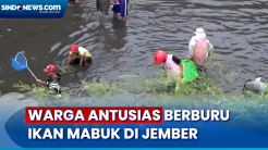 Hujan Pertama Turun, Warga Antusias Berburu Ikan Mabuk di Sungai Bedadung