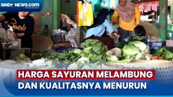 Dampak Kemarau, Harga Sayuran dan Cabai Melambung dan Kualitas Menurun