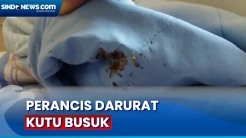 Pemerintah Prancis Kelabakan Atasi Wabah Kutu Busuk