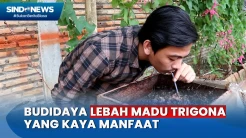 Kenali Madu Klanceng dari Budidaya Lebah Trigona yang Kaya Manfaat