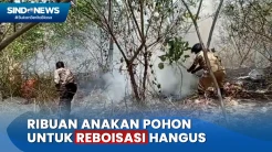 Api Lalap 27 Hektare Hutan Lindung Egon Ilin Medo di Sikka, Angin Kencang Sulitkan Pemadaman