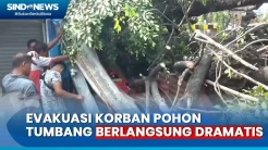 Pohon Kedondong Timpa Kios dan Penjaganya, Evakuasi Berlangsung Dramatis
