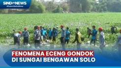 Ratusan Relawan Bersihkan Eceng Gondok yang Penuhi Sungai Bengawan Solo