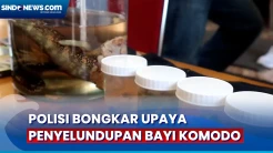 Sindikat Penyelundupan Bayi Komodo di Labuan Bajo Dibongkar, Segini Harga Jualnya