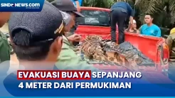 Buaya Sepanjang 4 Meter Dievakuasi dari Permukiman Warga di Riau, Begini Penampakannya